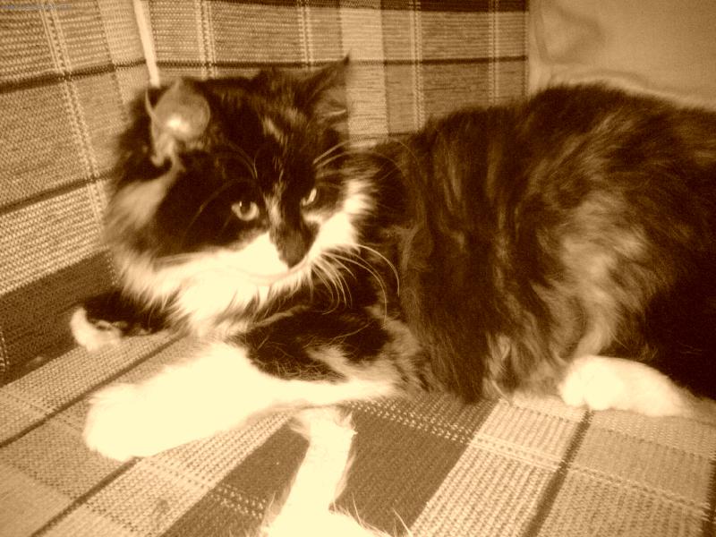 Foto: Moje slun��ko...  :o))-Moje Lotynka.....