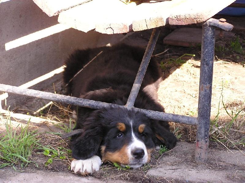 Foto: Tudy asi neprolezu.