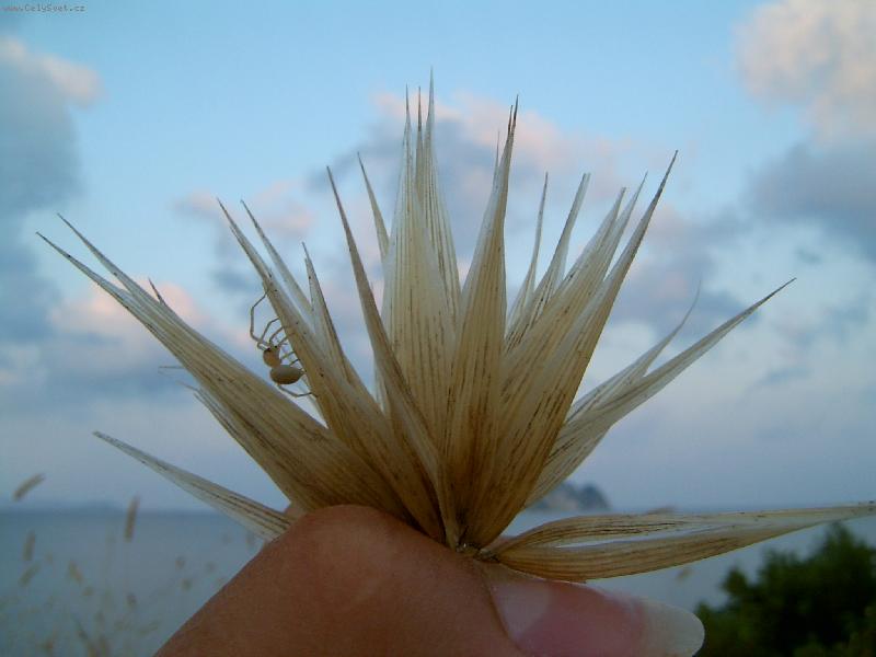 Foto: s pavoukem...