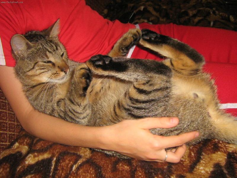 Foto: Ko�i�� sklapova�ka-Takhle si n� kocour udr�uje �t�hlou linii....=)