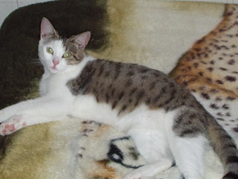 Foto: "Co to d�l�,pro� m� fot�?"-Na�e ko�i�ka M�a