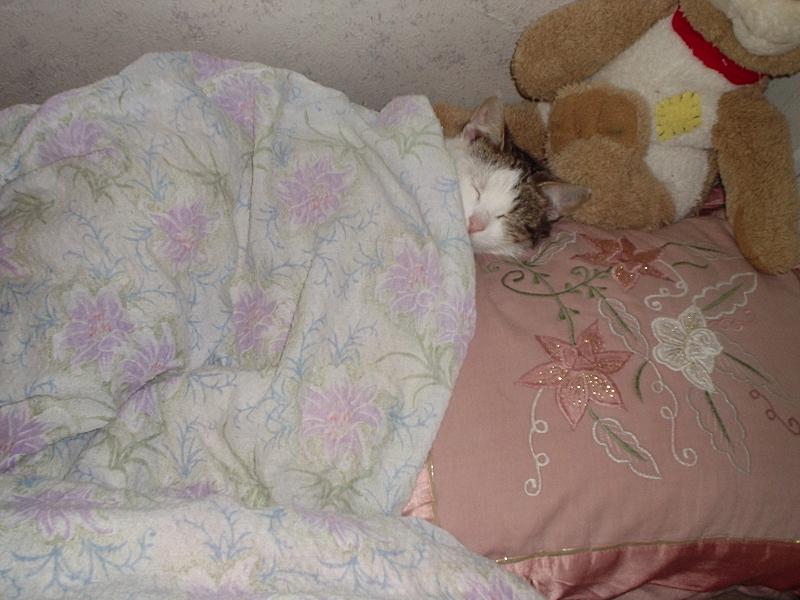 Foto: "Tady se mi kr�sn� spink�".-Na�e ko�i�ka M�a