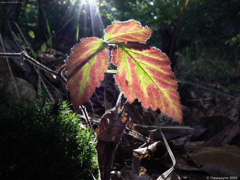 Foto: P�es list-Prtislunce v lese