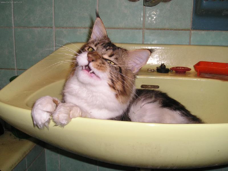 Foto: ��kali, �e pote�e smetana...