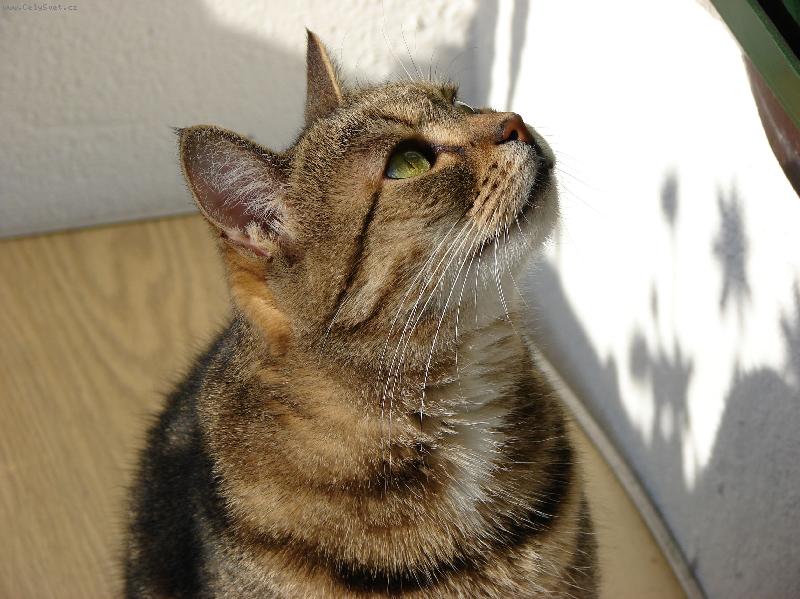 Foto: ko�ka Eli�ka