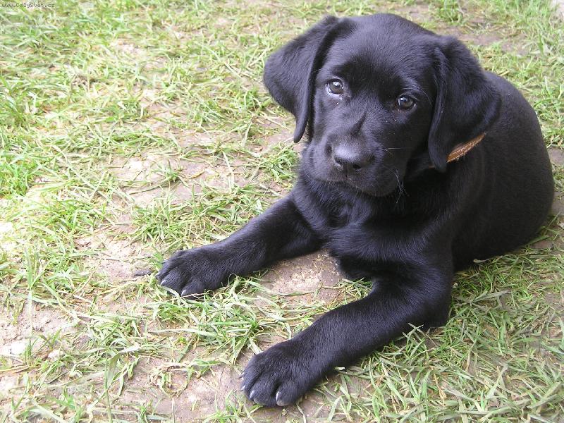 Foto: Labradorka Eki-Kone�n� si m��u odpo�inout