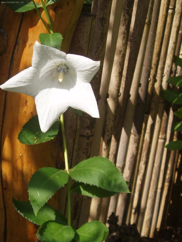 Foto: osam�l� kr�sa