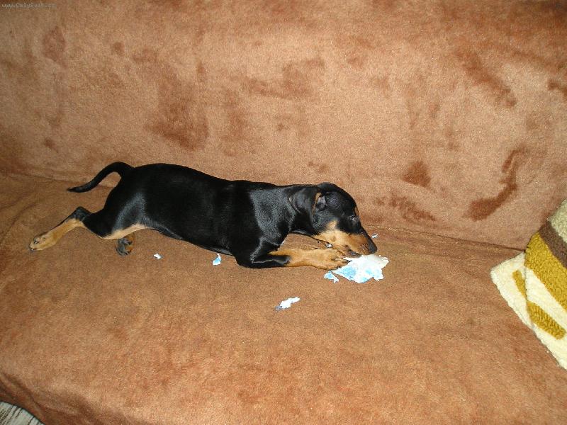 Foto: E�linka-"Jak j� m�m r�da rozbalov�n� d�rk�!!!"