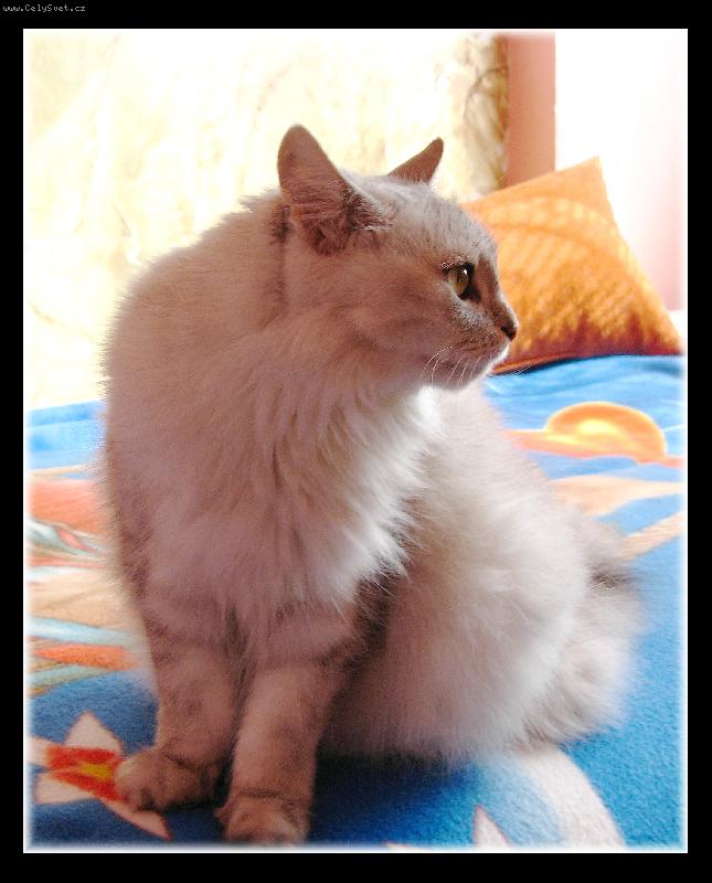 Foto: Micinka-Micinka