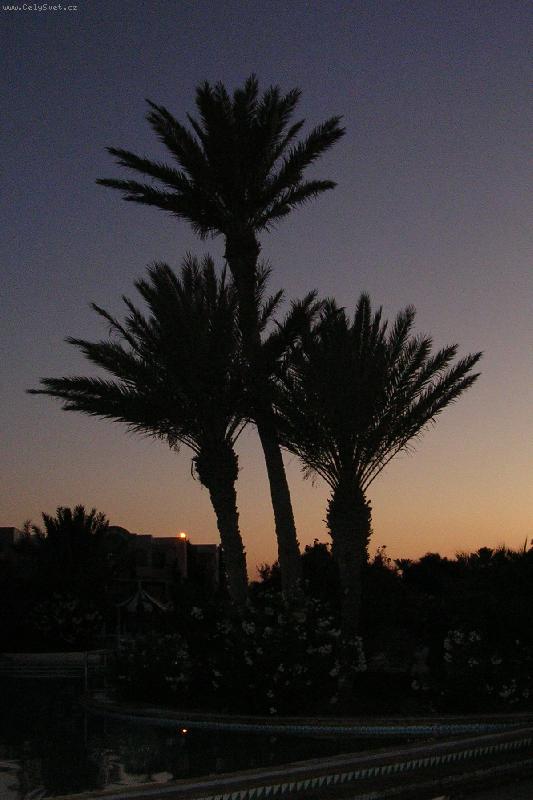 Foto: Djerba - palmy v noci