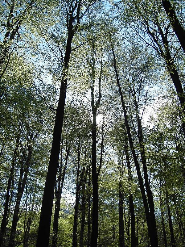 Foto: bukov� z�ti��