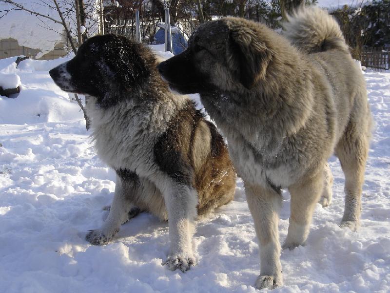 Foto: ��� n�co se d�je !!!!!!!-na�i kavkaz�ci  ve st�ehu :-))