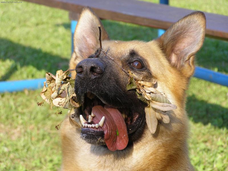 Foto: Rex-n�v�teva v k�ov�