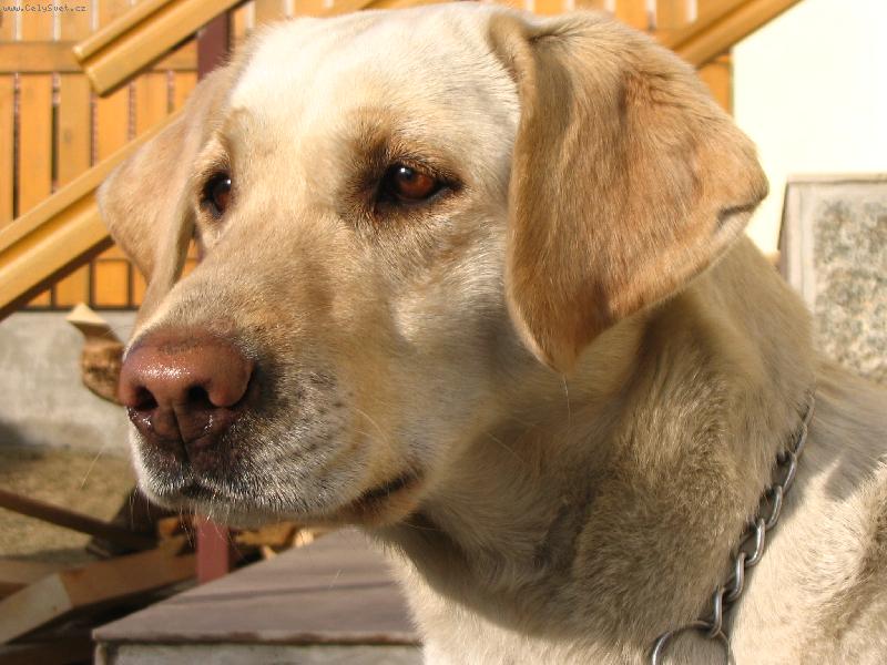 Foto: Hl�da� kter� ne�t�k�.-Ag�ta