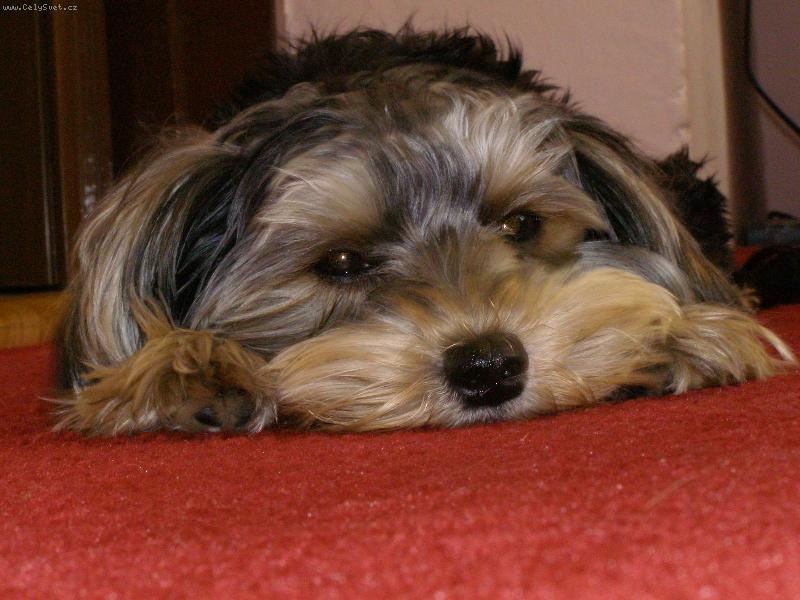 Foto: Megi-jsem smutn�