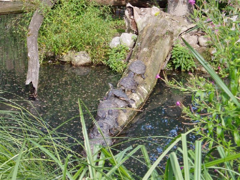 Foto: �elvi�ky-ZOO Hlubok� n/Vl.