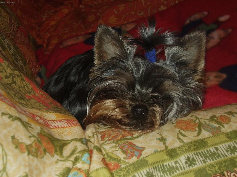 Foto: Roz�rka-U� pomalu us�n�m.....