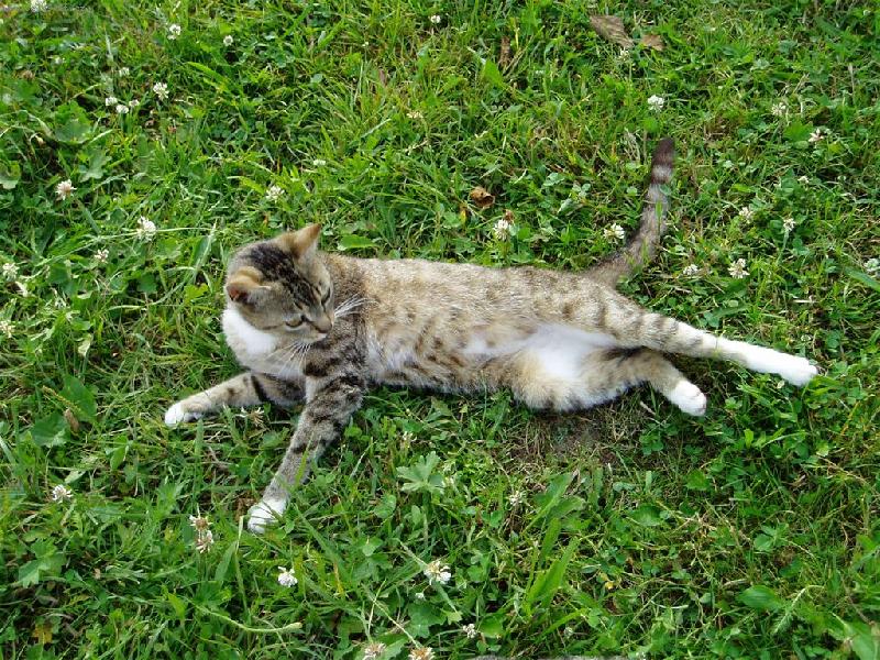 Foto: Micka-kdo m� ru�� p�i odpo�inku!?