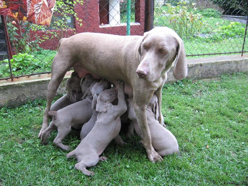 Foto: Astera a �t�nata