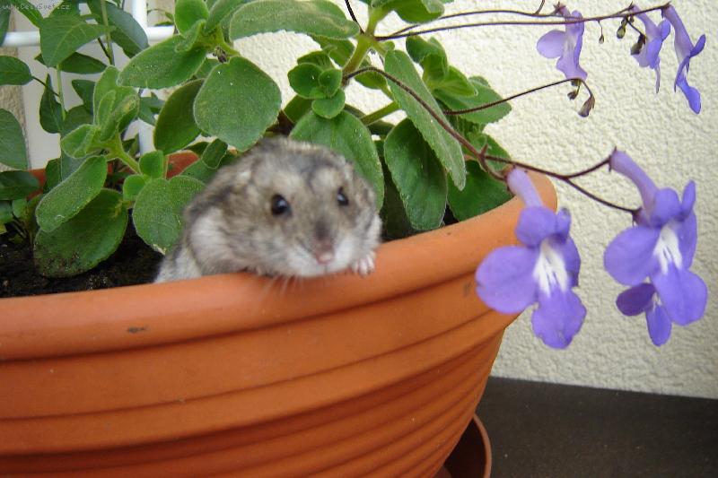 Foto: K�e�ek zahradn�kem-k�e�ek