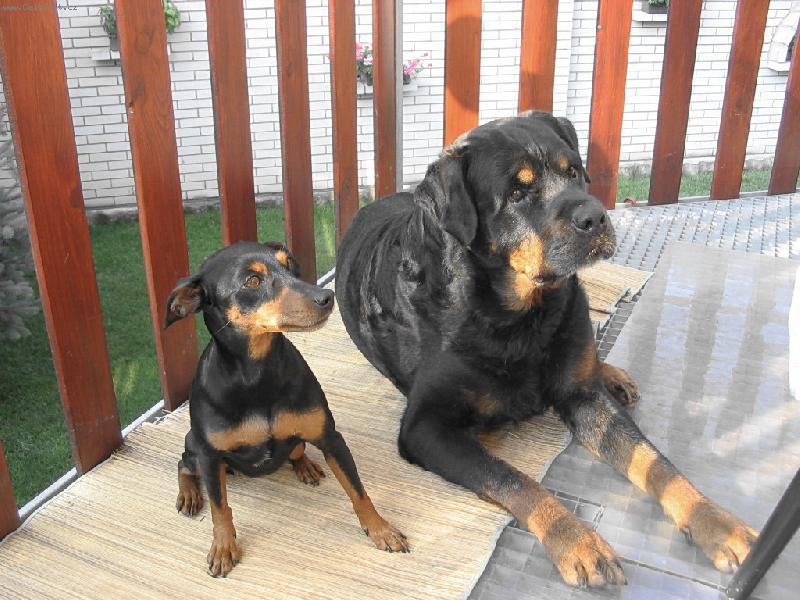 Foto: VELKEJ  A  MALEJ-�ek�n�  na  sn�dani