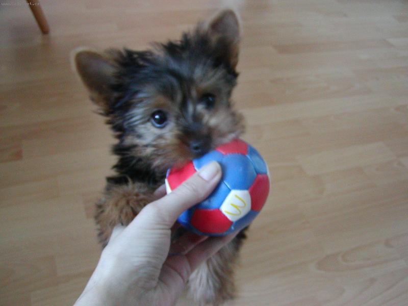 Foto: M�j obl�ben� m��ek