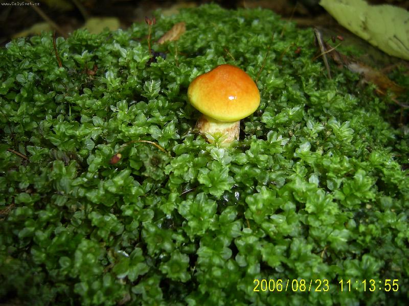 Foto: A� vyrostu ...