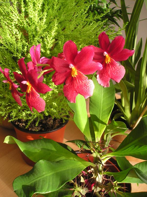 Foto: Kr�sa-orchideje