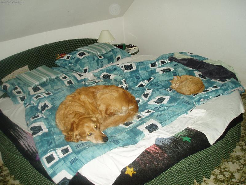 Foto: a kde budu sp�t j�??-ps� d�ma Amina a ko�i�� sle�na Kuli�ka