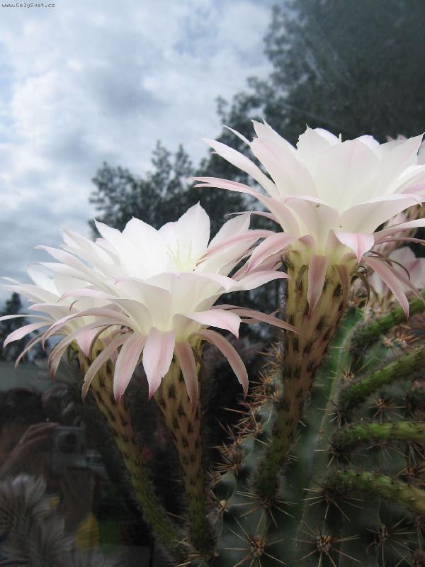 Foto: b�l� n�dhera