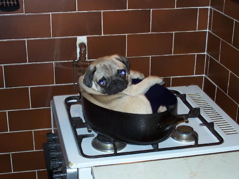 Foto: Reklama na Bobika :-)-Ceasar a jeho pek�� :-)