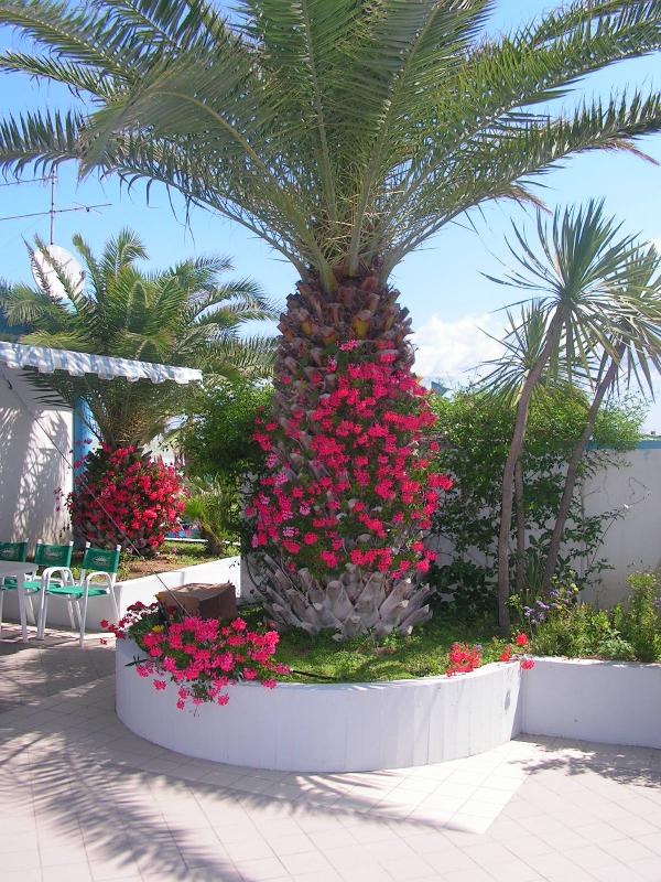 Foto: pobrezi itali-palma