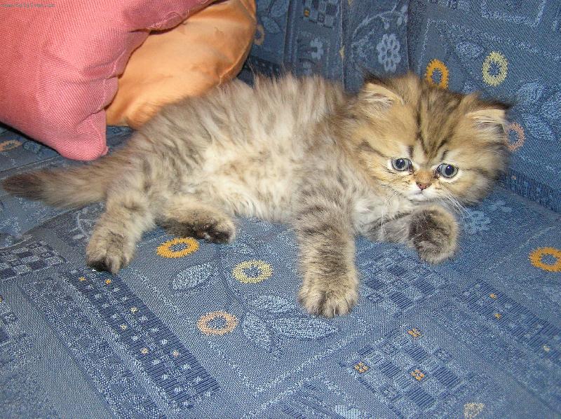 Foto: M�j nov� mazl�k