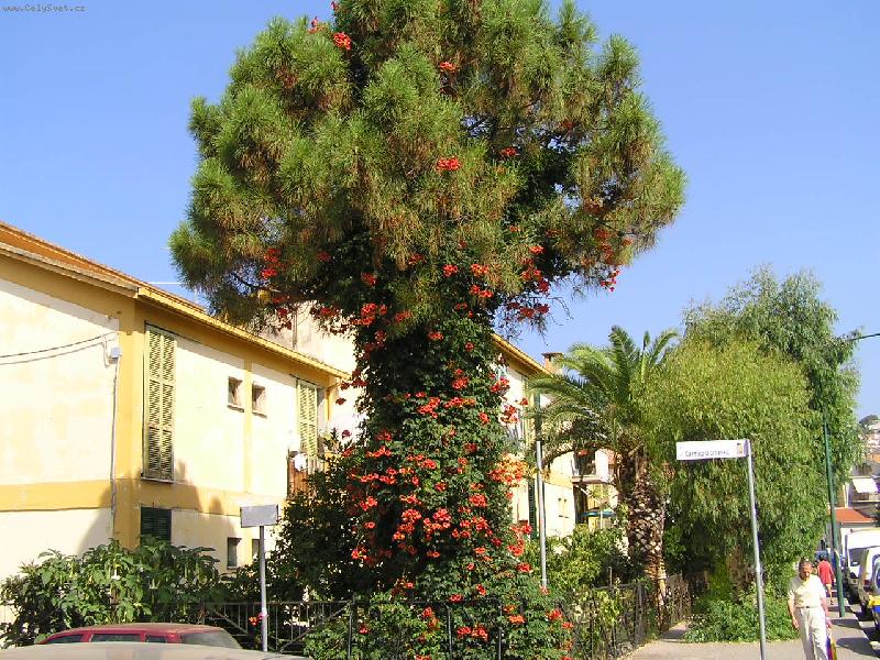 Foto: P�nie a truba�-kr�sn� soulad...