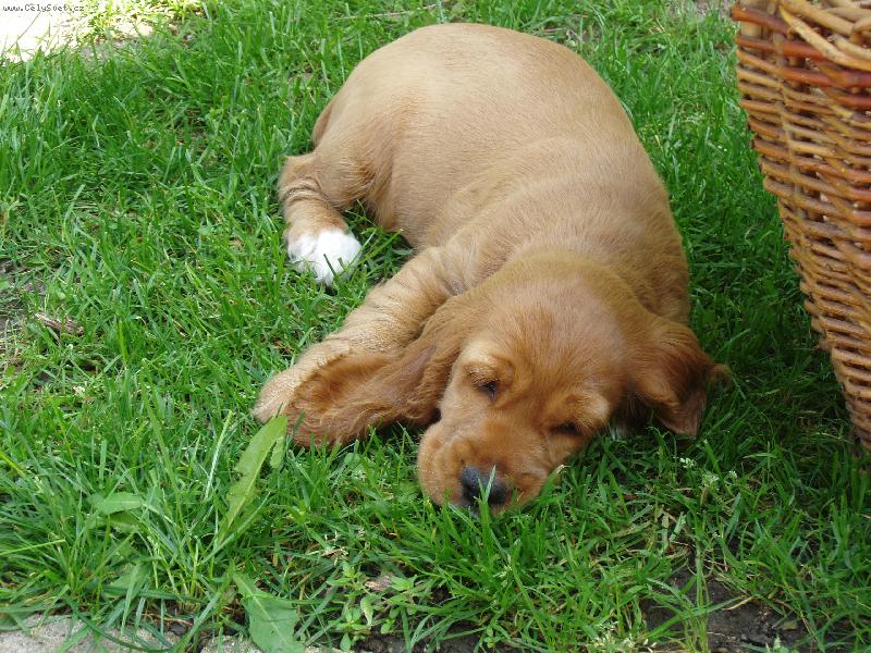 Foto: sp�nek p�ed odpo�inkem