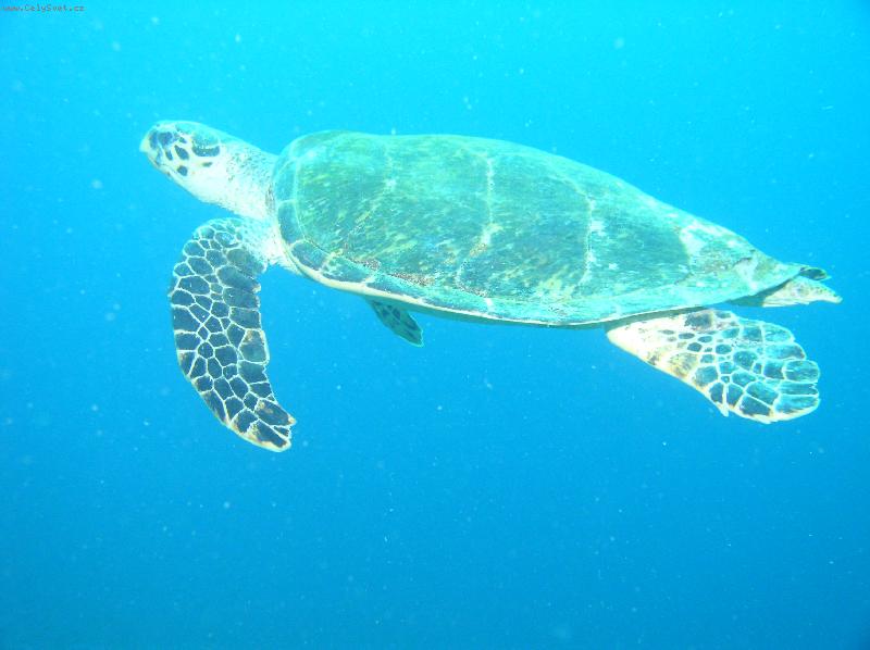 Foto: 32m pod hladinou a �elva