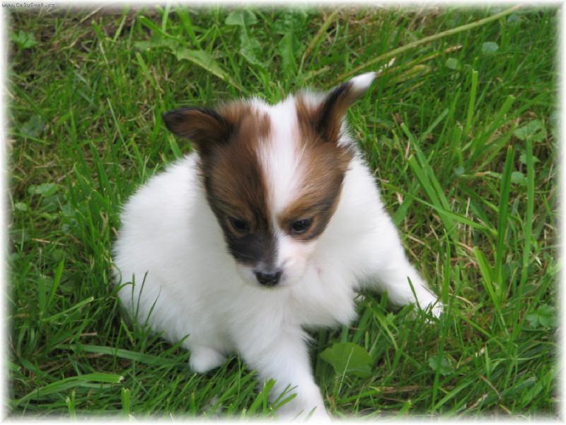 Foto: m�m 6t�dn�:-)-Estel Porubsk� kv�t