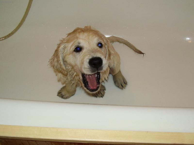 Foto: zlaty retrivr-Jsem po koupani...nechci fotit ale chci osusku...