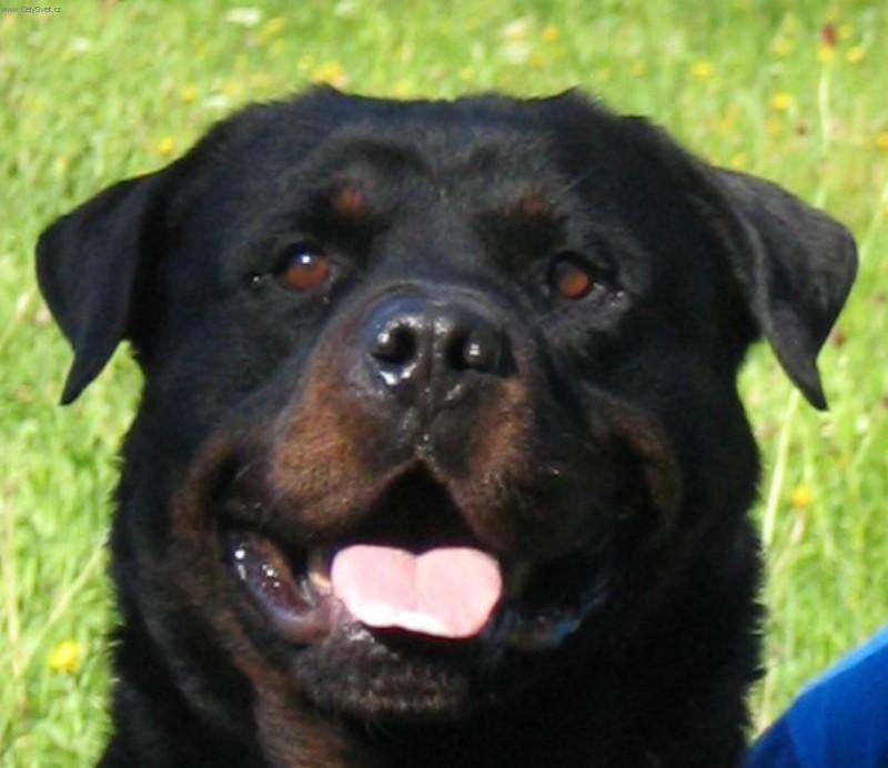 Foto: Ch.CLIF �ern� Sagittarius