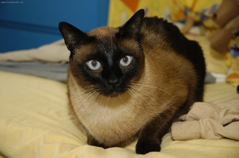 Foto: L�tal-Tady je n� tygr zrovna n�jak� na�u�en�