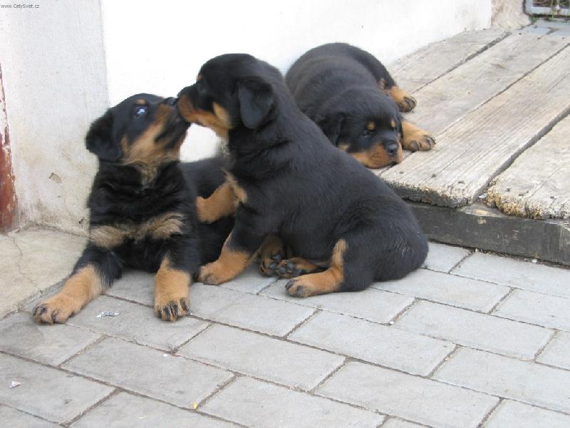 Foto: L�ska je v n�s odmali�ka!