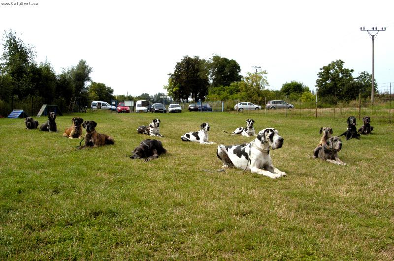 Foto: LVT Josefov-I dogy um� poslouchat