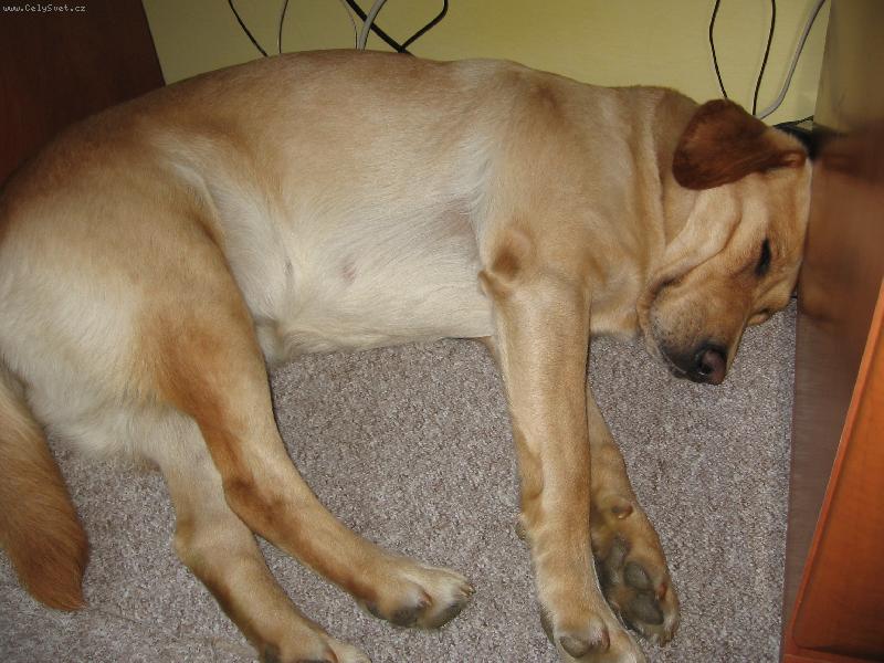 Foto: Tracy pod stolem-... sakri� ... ta bouda je mi n�jak� mal� ... ale to neva ...