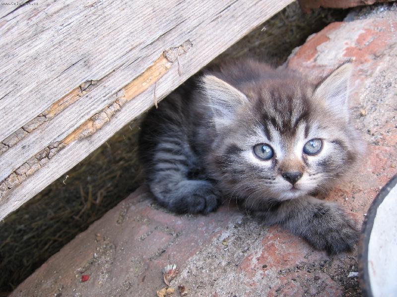 Foto: Leela-... ani o krok bl� ... nebo ute�u ...