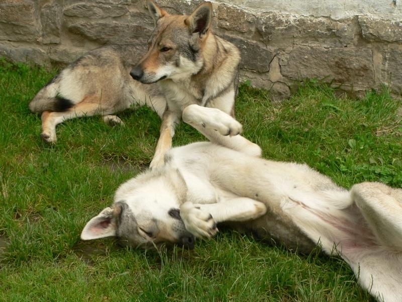 Foto: Bret a Hagga-Nen� nad povalov�n� se v tr�v�