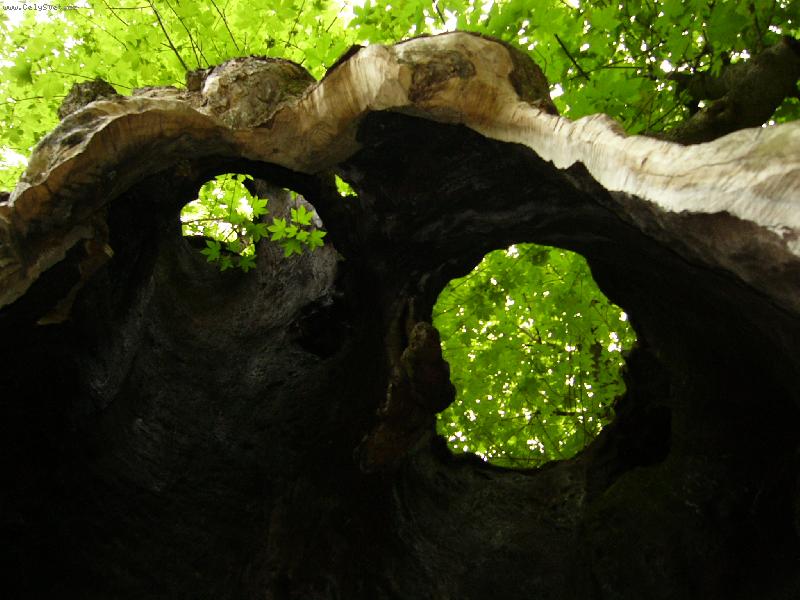 Foto: javor-pohled z javoru k obloze