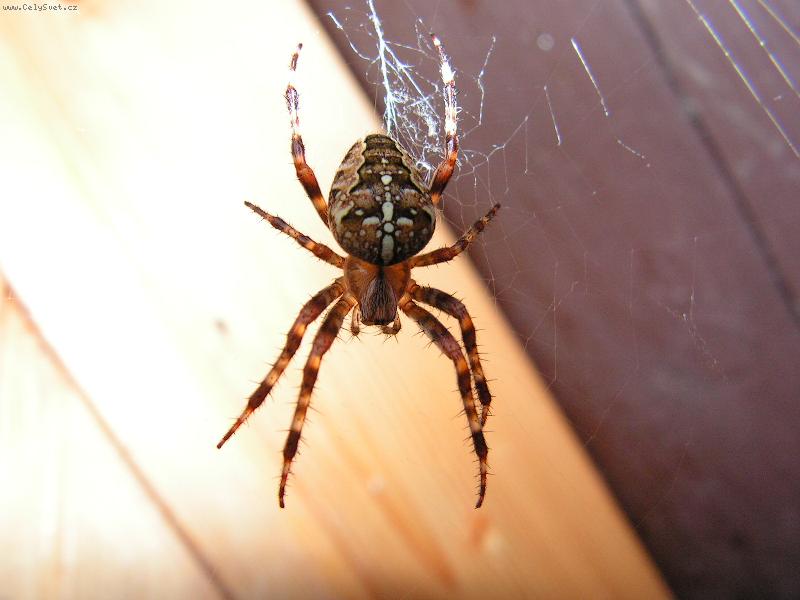 Foto: pavoucek-ubytovani v chatce