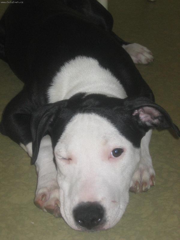 Foto: Na�e sle�na-Toto je na�e �t���tko, je to takov� na�e zlato.