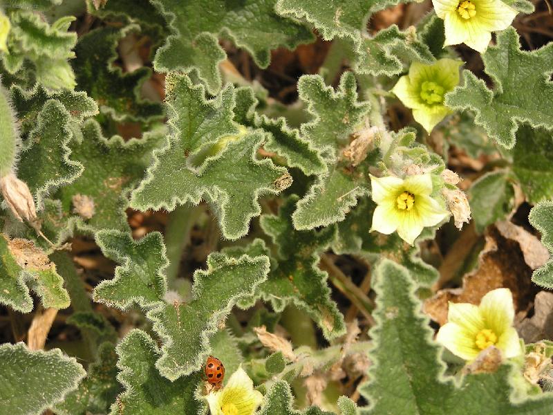 Foto: beru�ka na divok� okurce