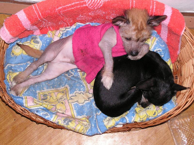 Foto: Janek-le��c� balet��k